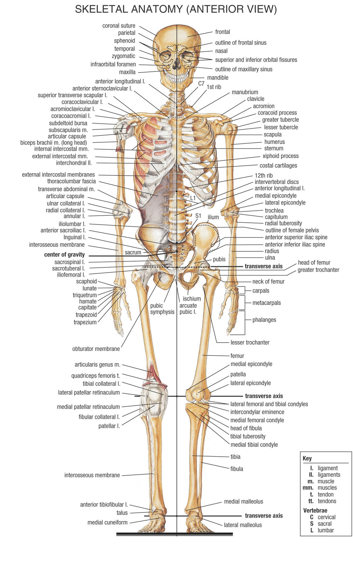 Skeletmand_Anatomy_Anterior_View.jpg