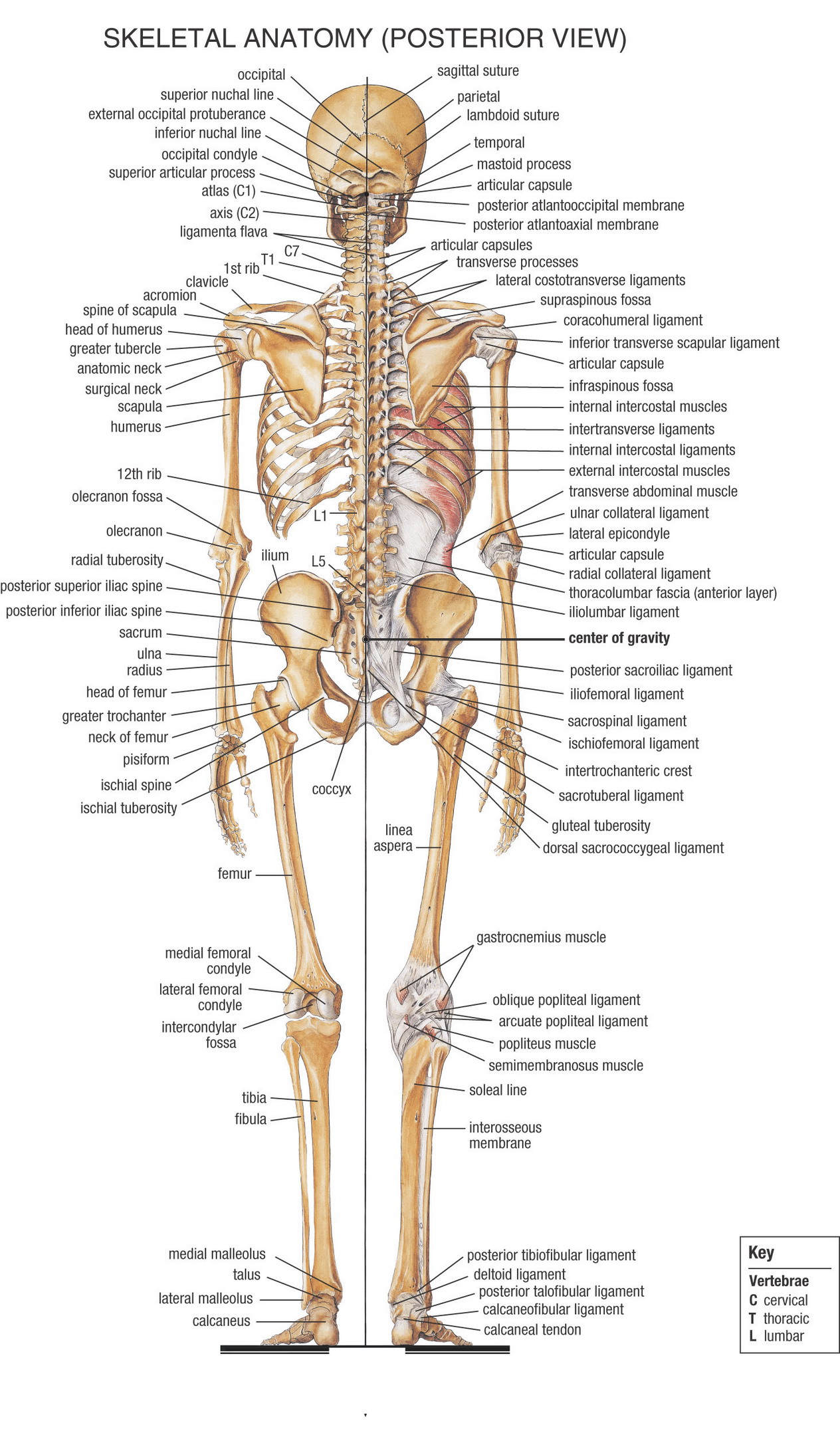 Skeletmand_Anatomy_Posterior_View.jpg